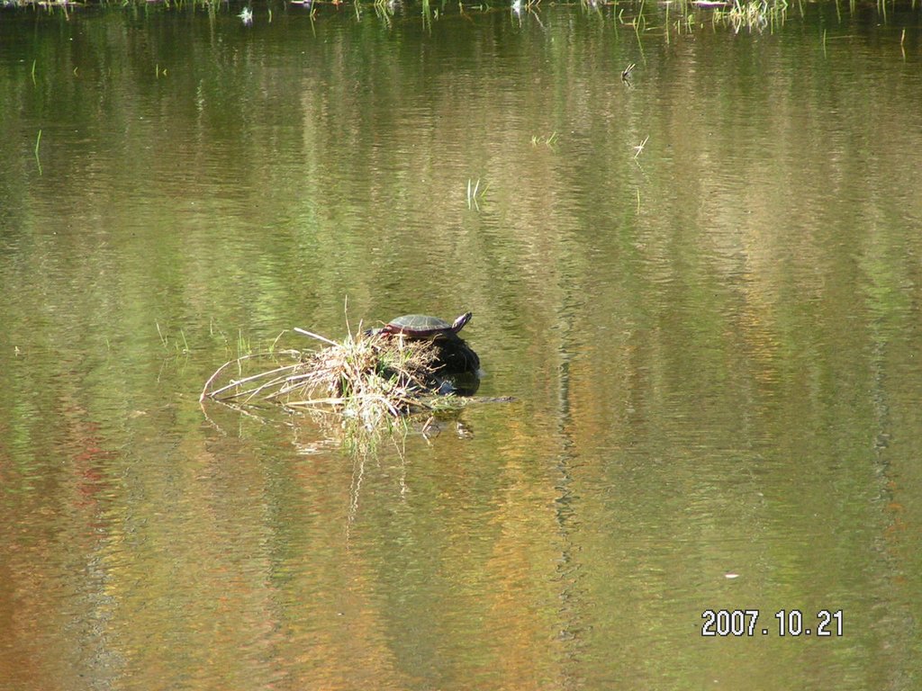 1. Черепашка на озере
