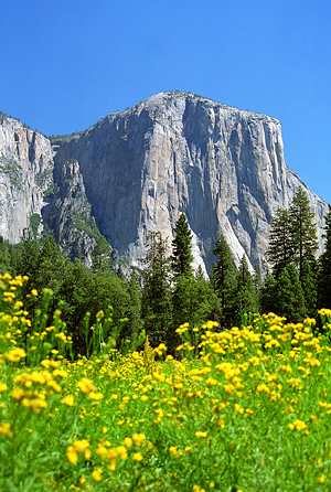 El Capitan and a bed of wild flowers. Yosemite