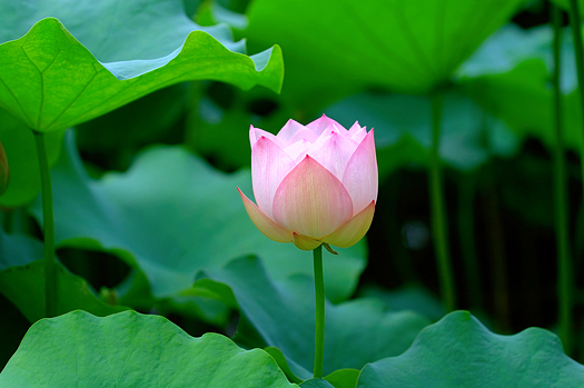 A lotus flower with color of light pink