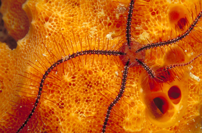 A brittlestar climbs across an orange sponge