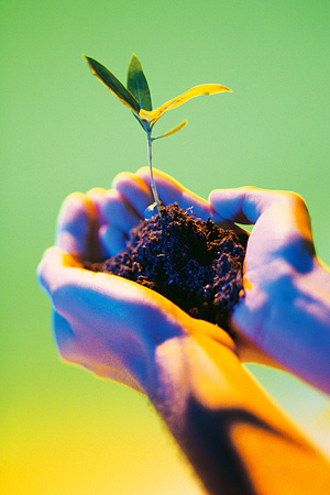 Cupped hands holding a clump of dirt with a seedling in it