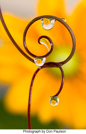 Spiral vines with magnifying water droplets