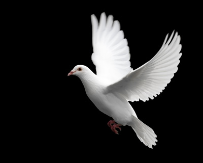 White Dove In Flight